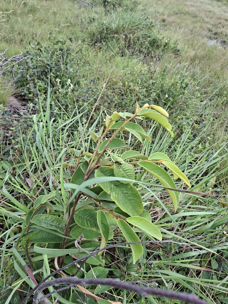 Annona paludosa photo 4