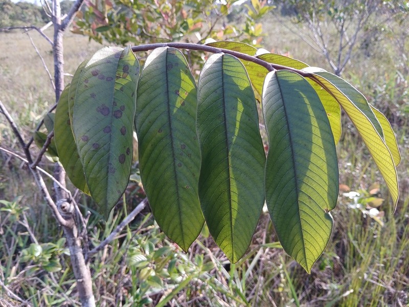 Annona paludosa photo 5