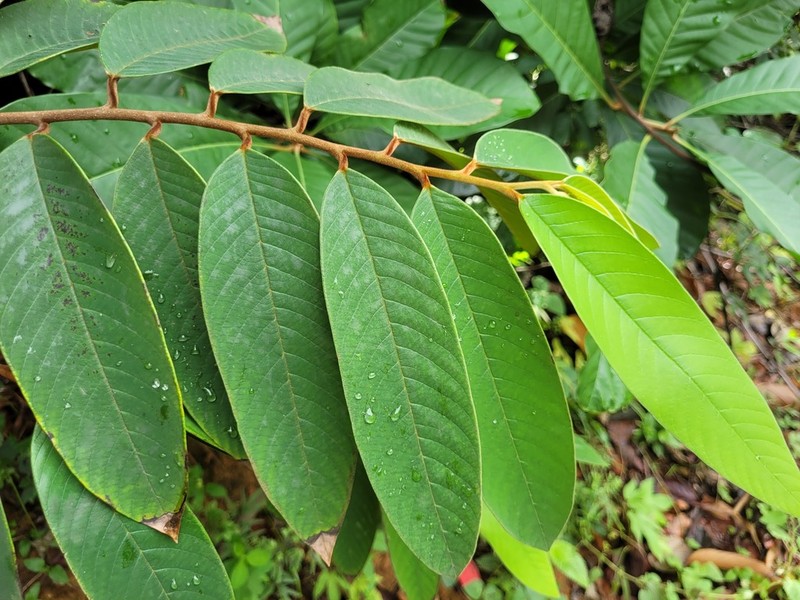 Annona paludosa photo 6