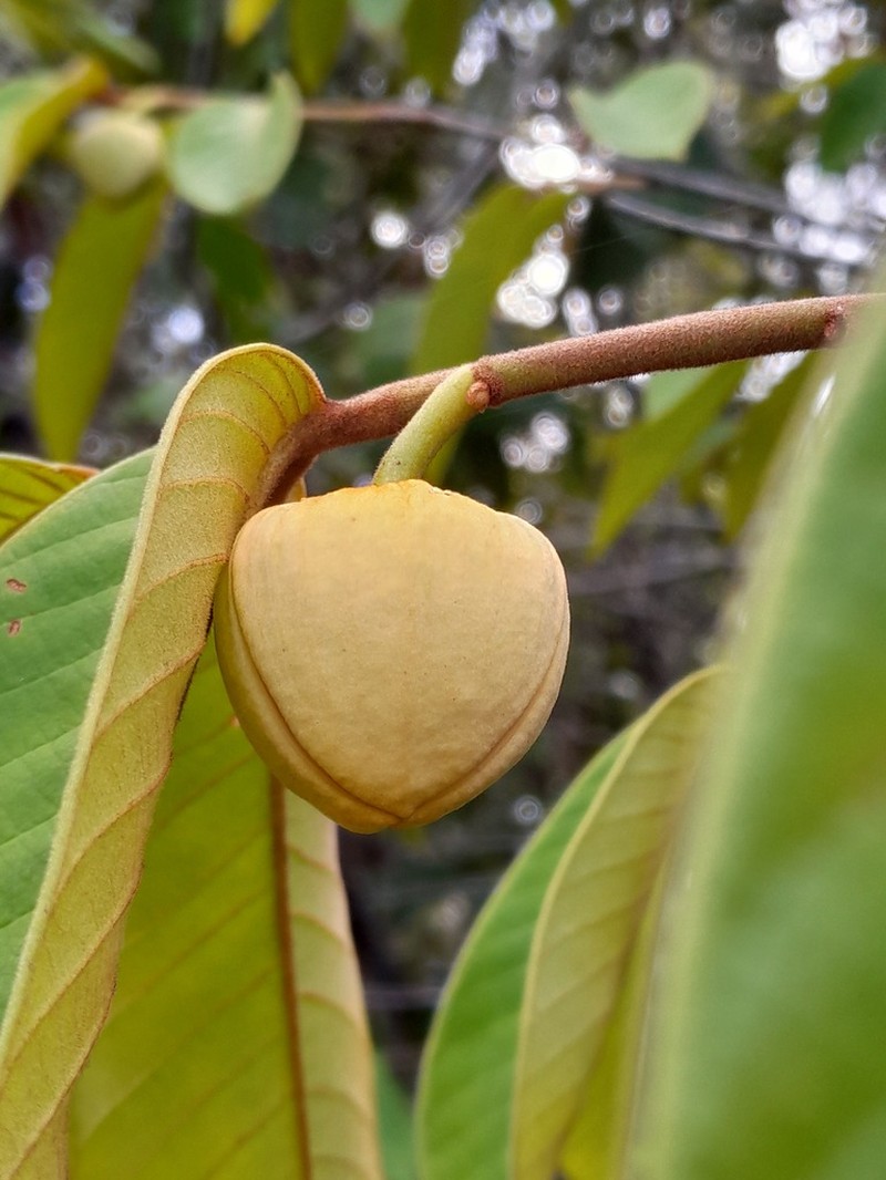 Annona paludosa photo 7