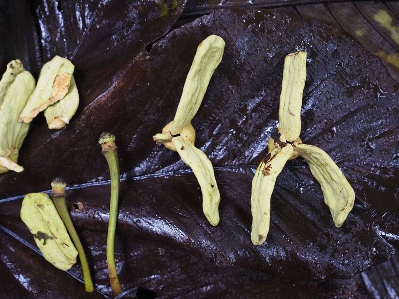 Annona papilionella photo 2