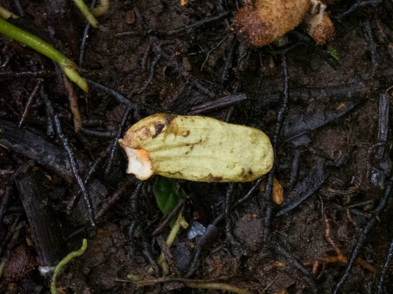 Annona papilionella photo 3