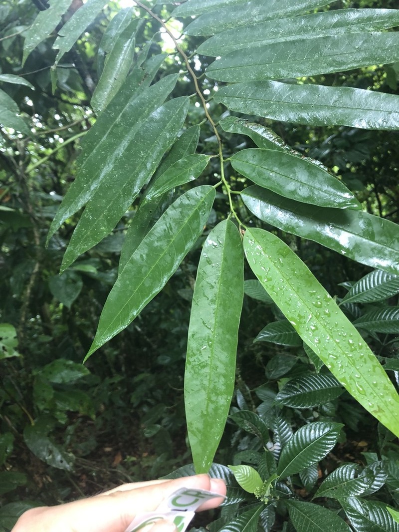 Annona papilionella photo 4