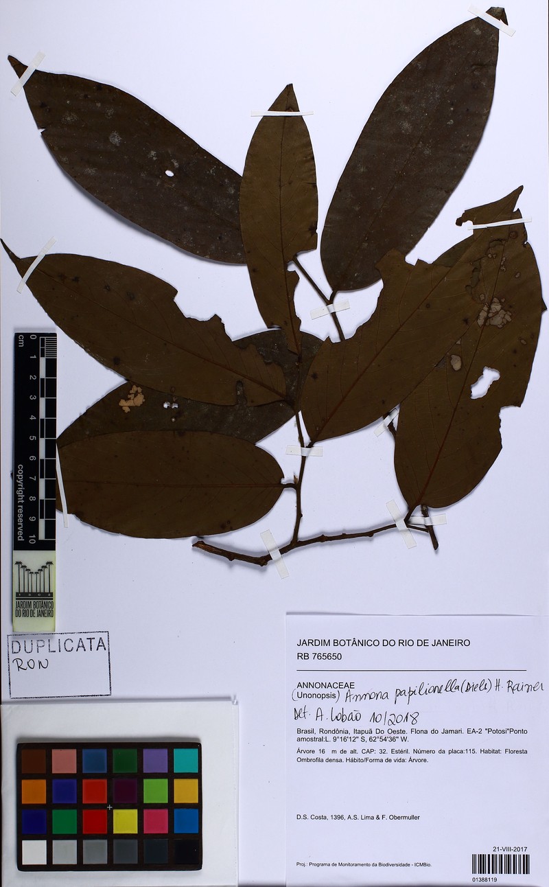 Annona papilionella photo 5