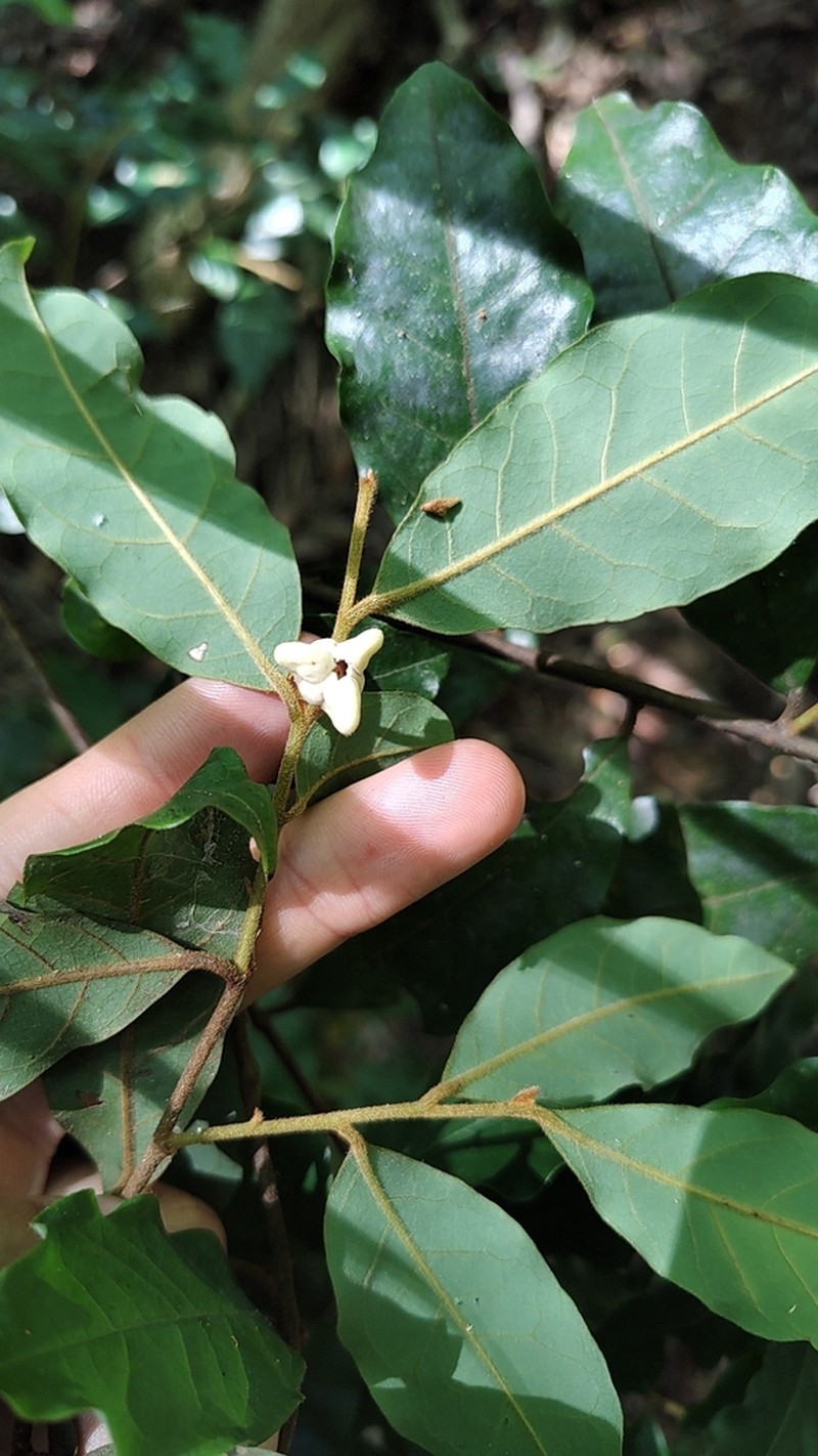 Annona parviflora photo 2
