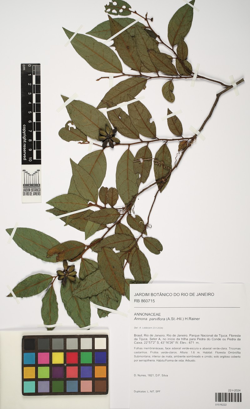 Annona parviflora photo 3