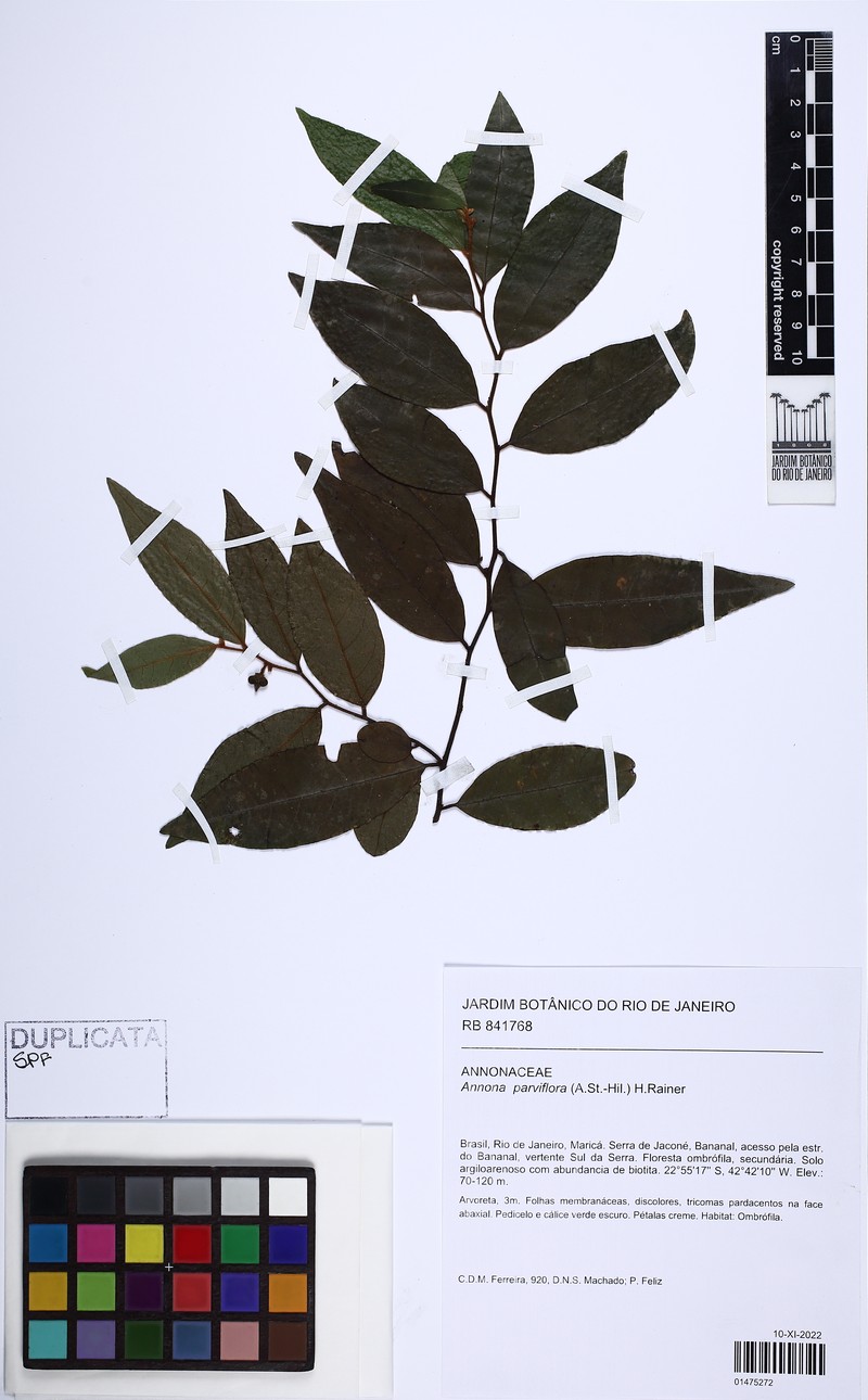 Annona parviflora photo 4