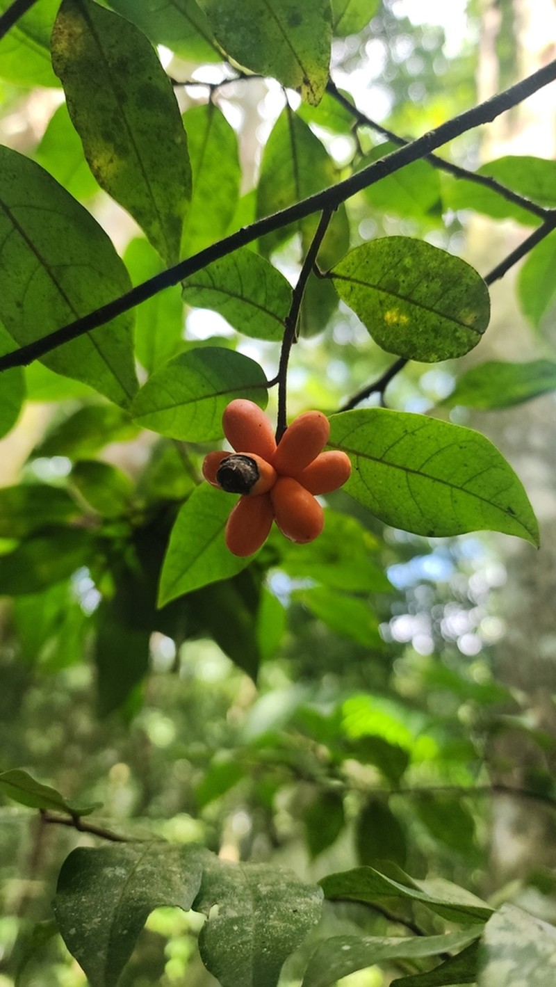 Annona parviflora photo 6