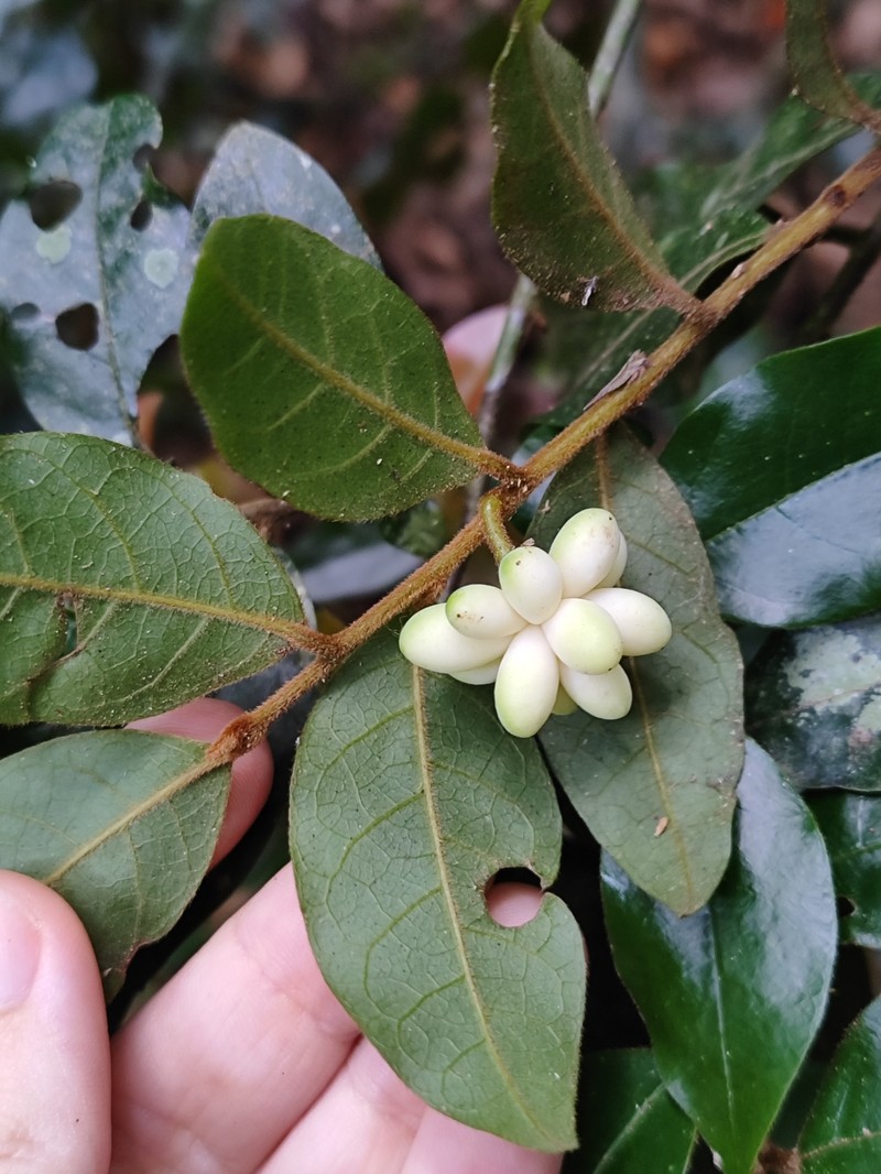 Annona parviflora photo 7