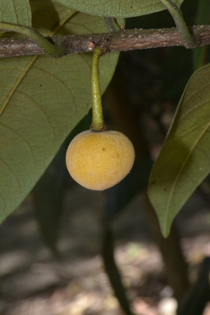 Annona pickelii photo 2