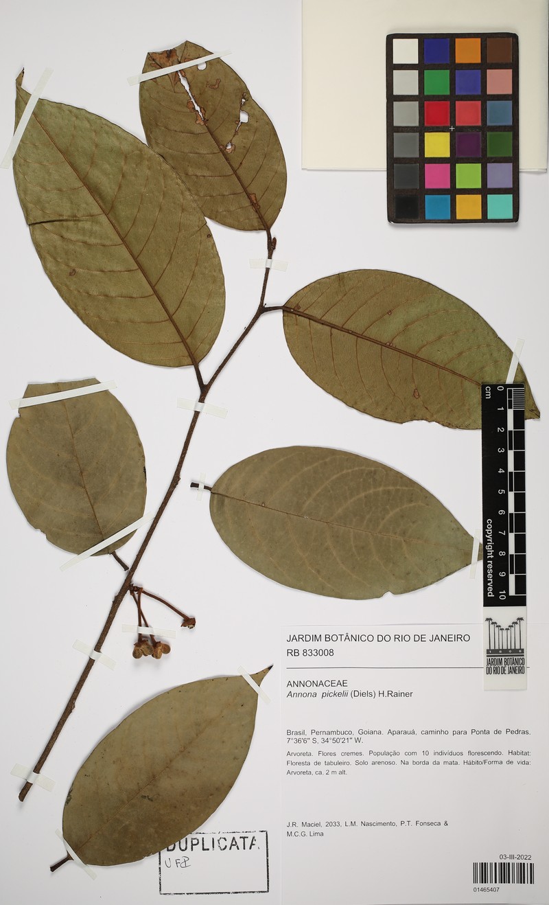 Annona pickelii photo 3
