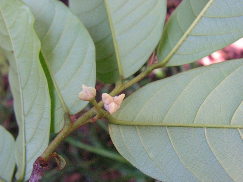 Annona pickelii photo 4