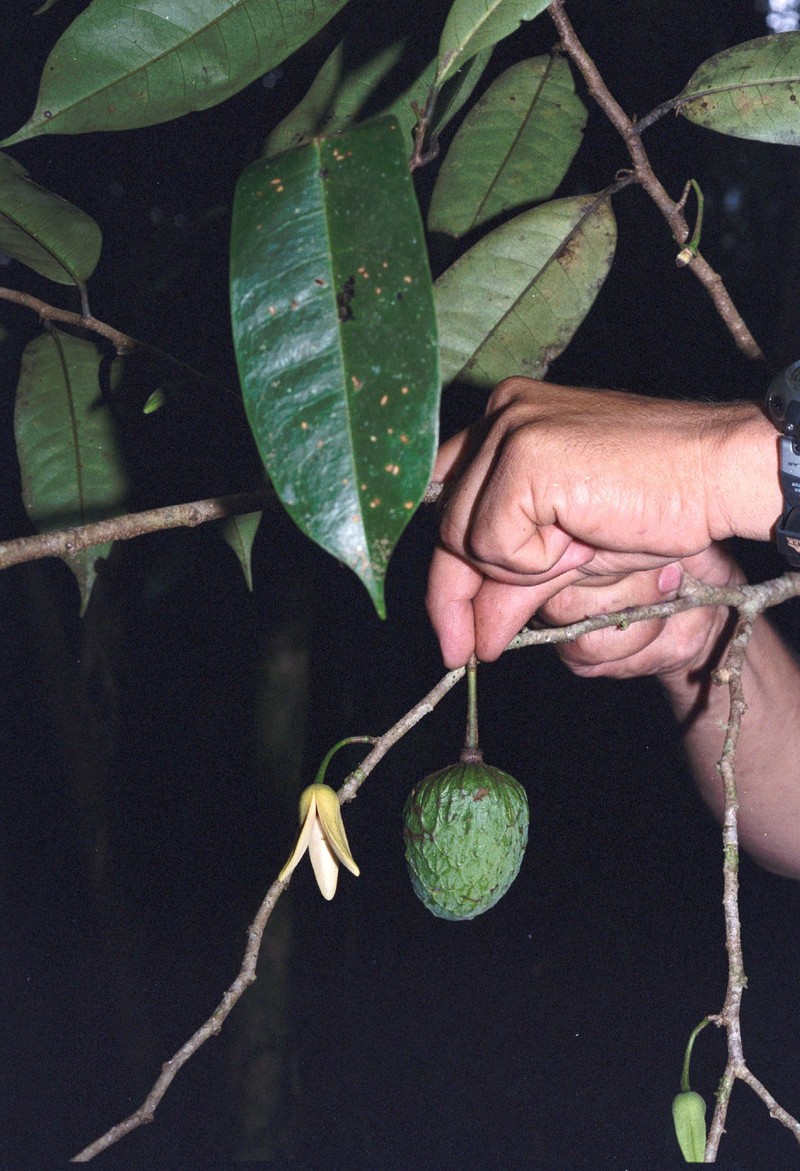 Annona pittieri