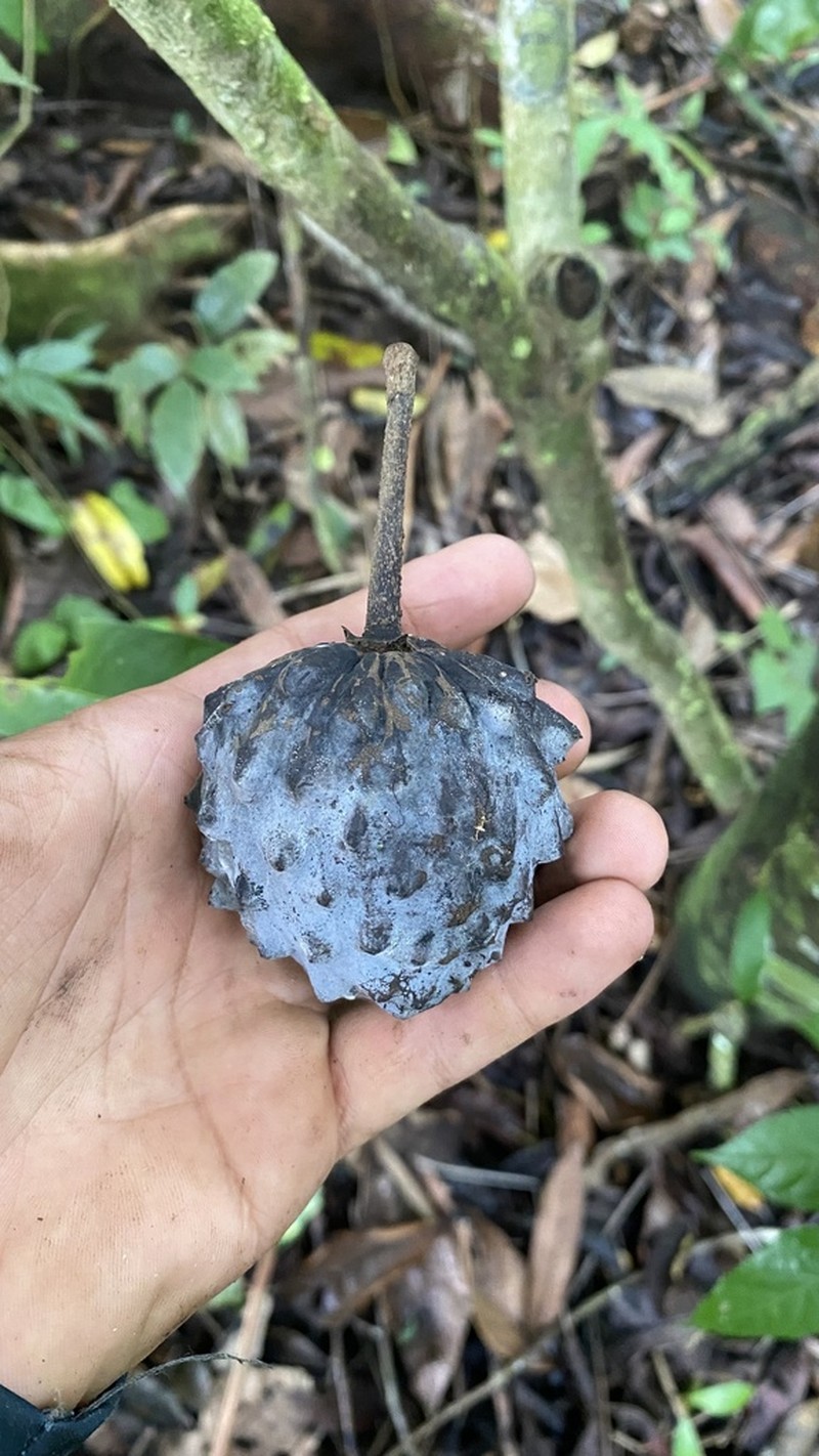 Annona pittieri photo 2