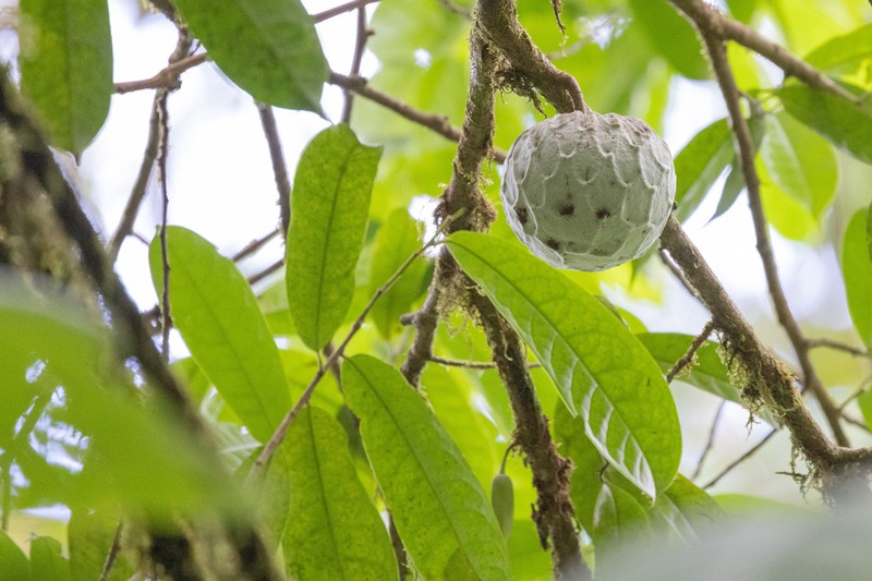 Annona pittieri photo 3
