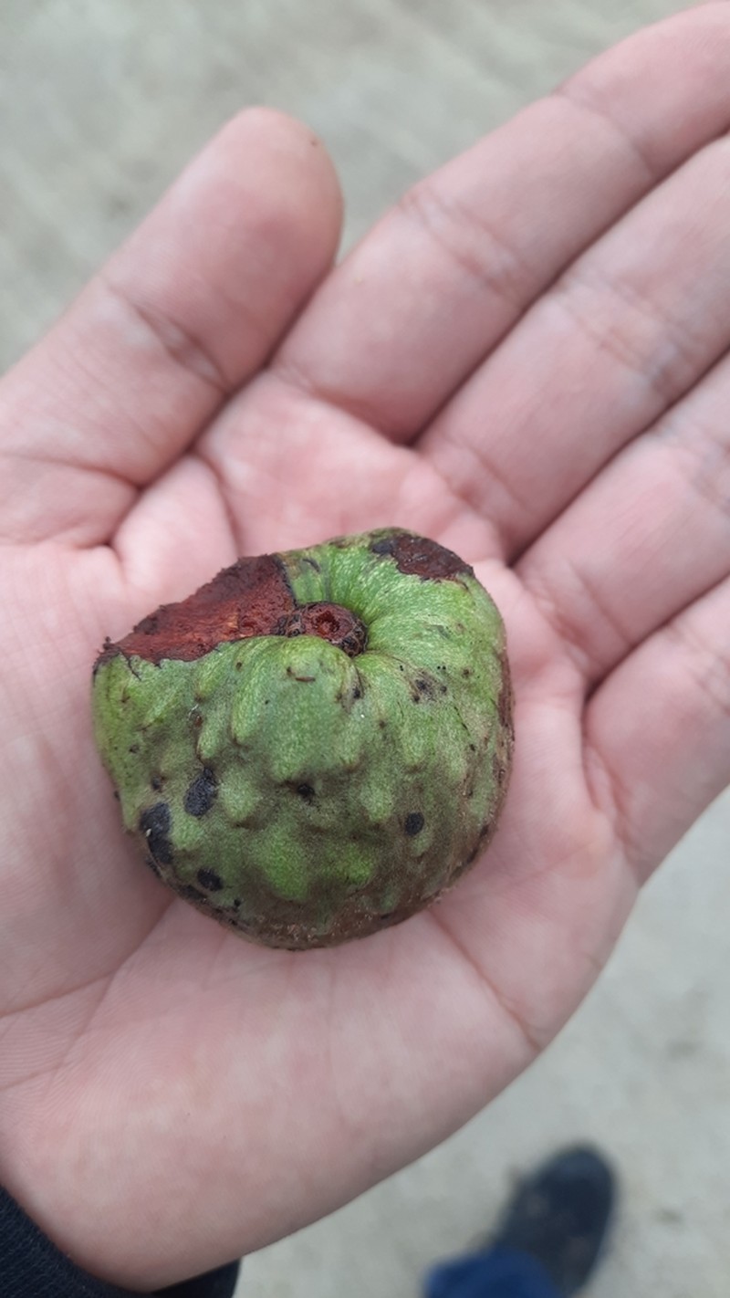 Annona pittieri photo 4