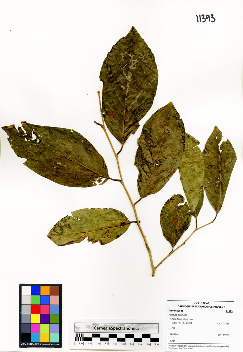 Annona pruinosa