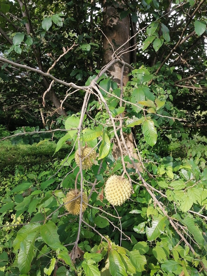 Annona photo 3