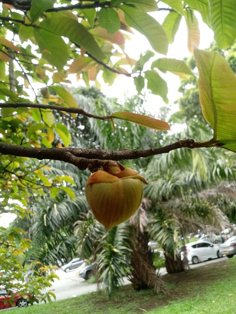 Annona photo 4