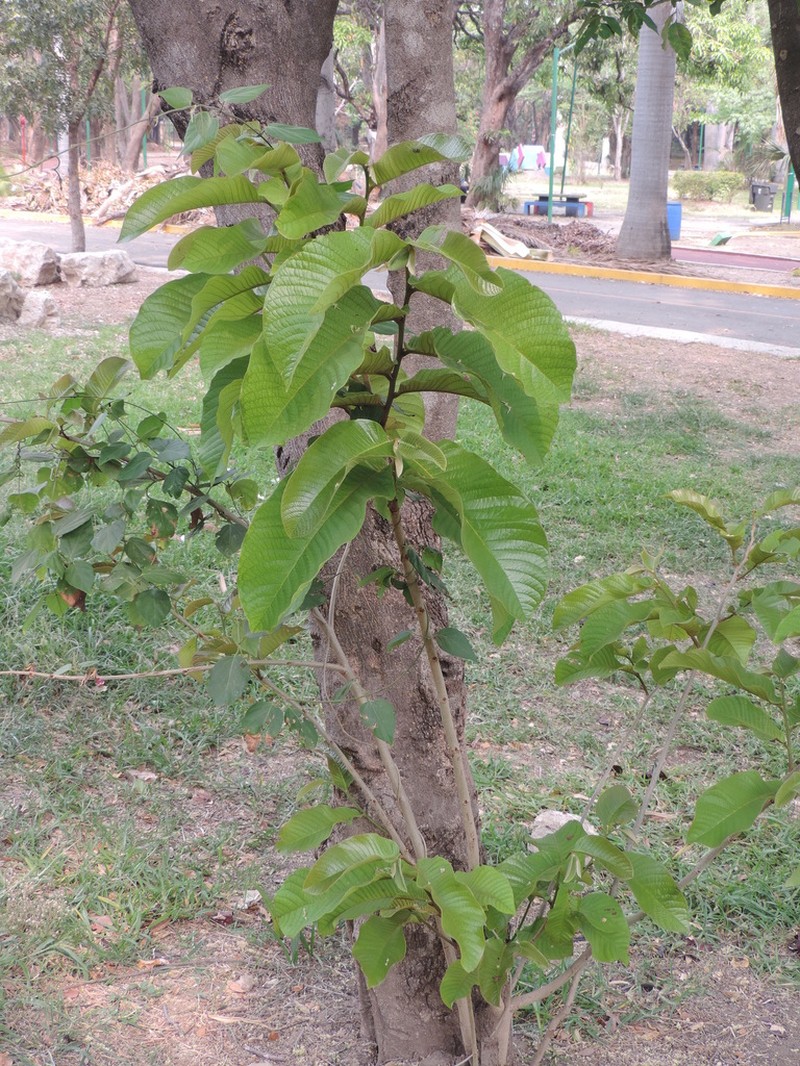 Annona photo 5