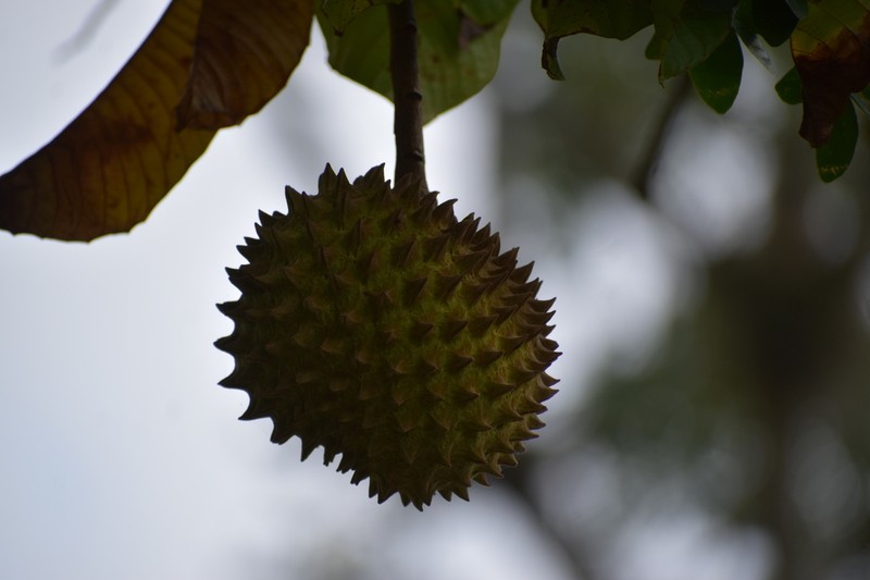 Annona photo 6