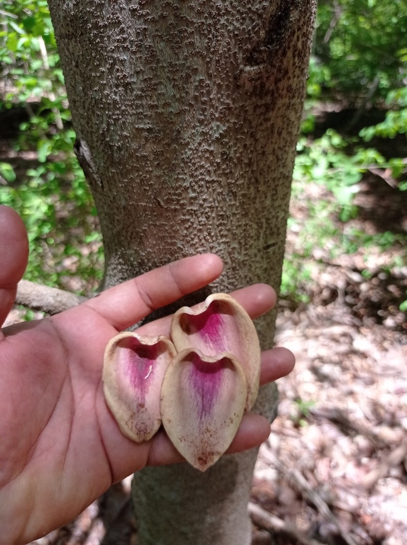 Annona photo 7