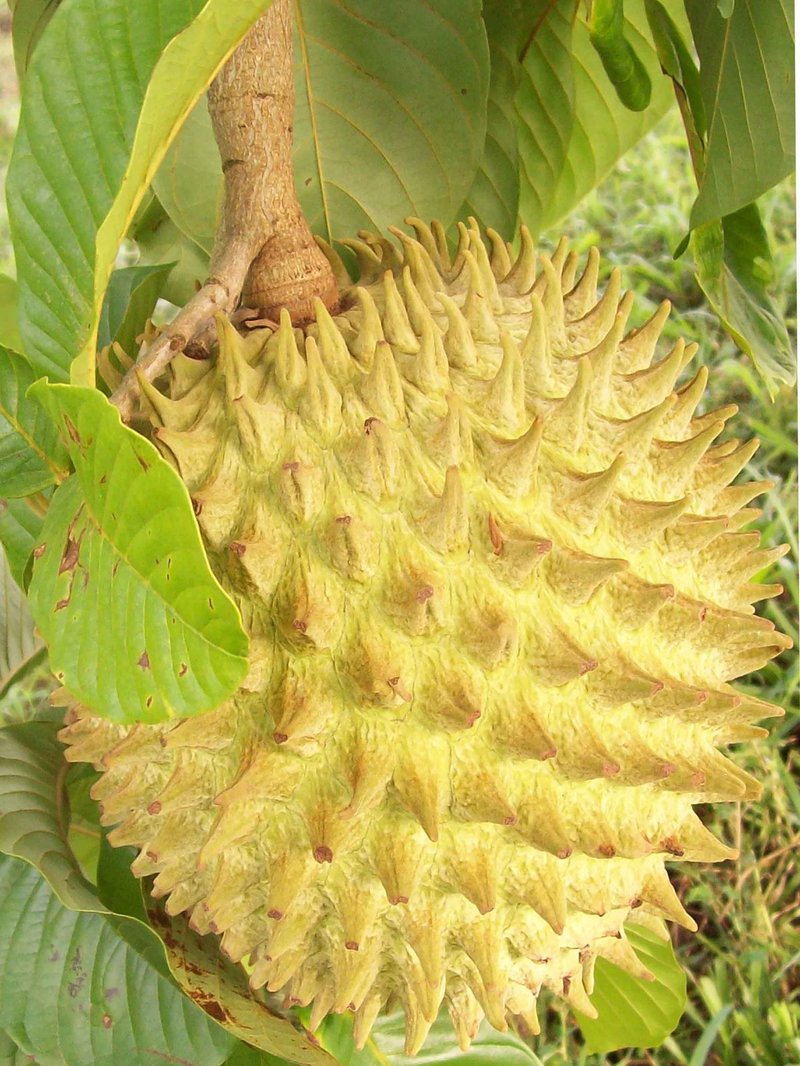 Annona photo 2