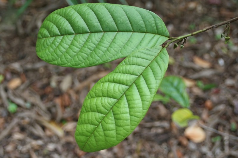 Annona quinduensis