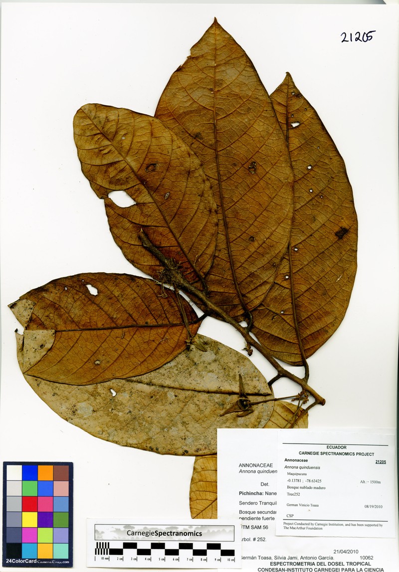 Annona quinduensis photo 2