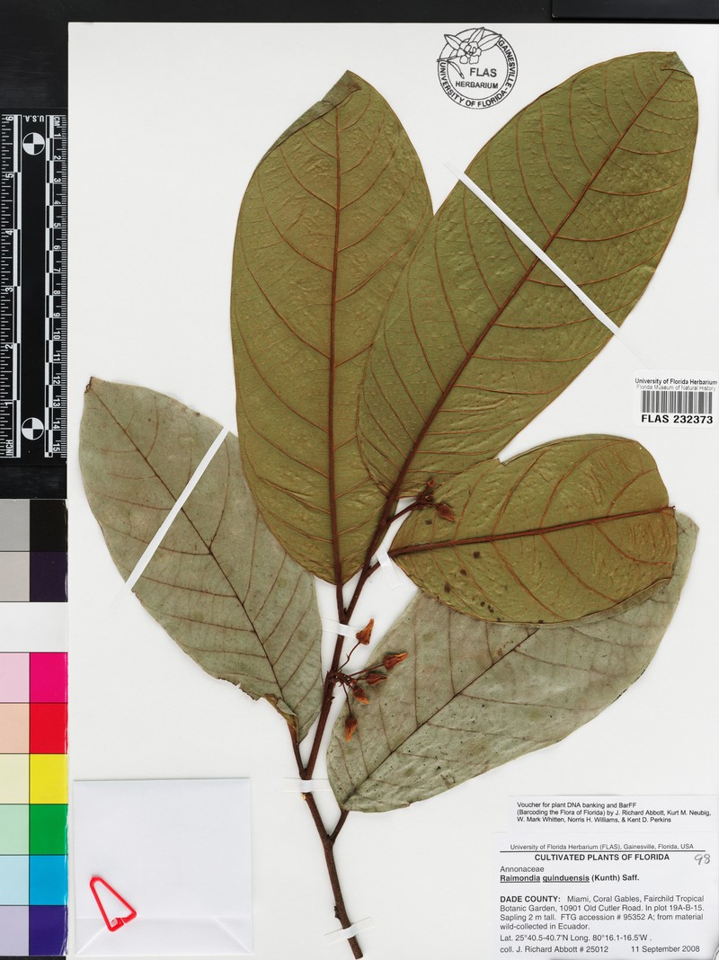 Annona quinduensis photo 3
