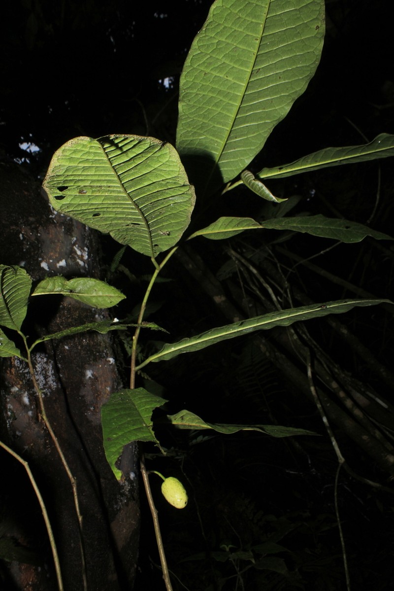 Annona quinduensis photo 4