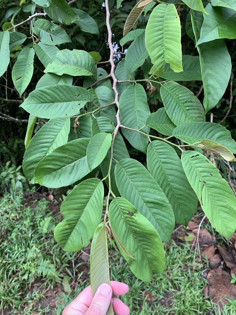 Annona rensoniana