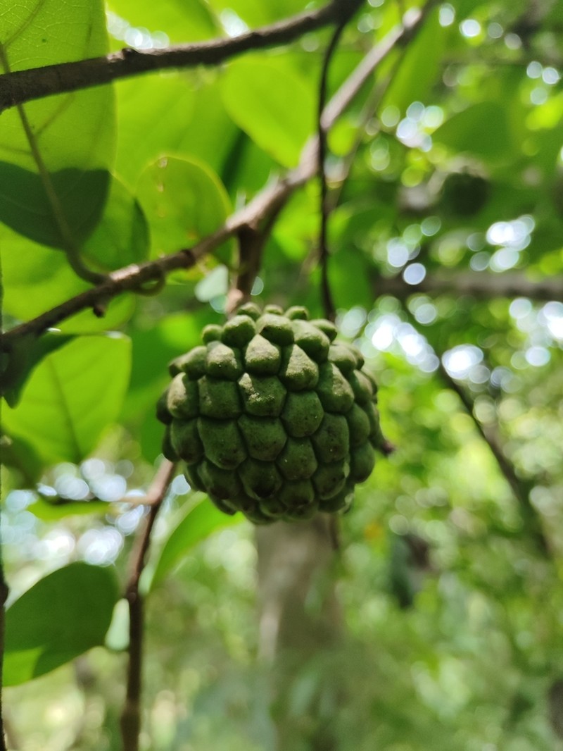Annona rensoniana photo 2