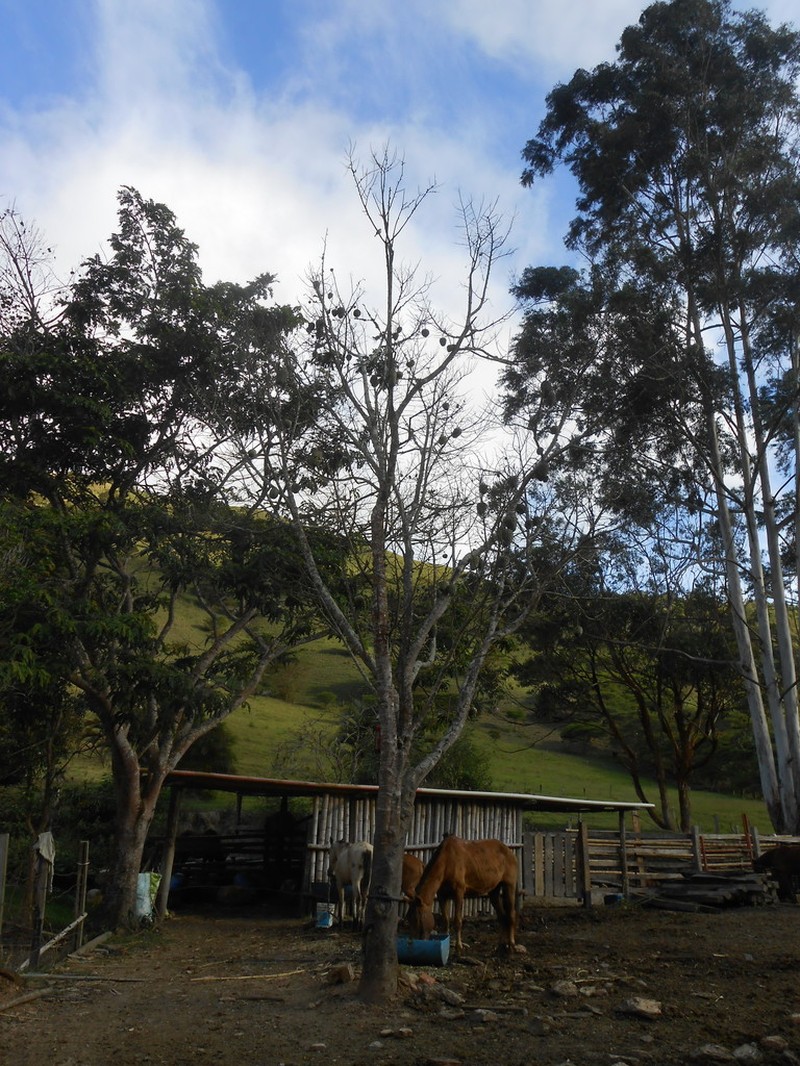 Annona rensoniana photo 3