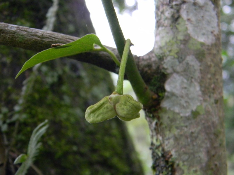 Annona rensoniana photo 4