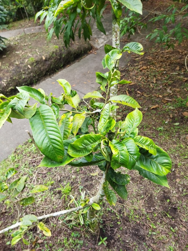 Annona rensoniana photo 5