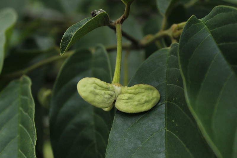 Annona rensoniana photo 7