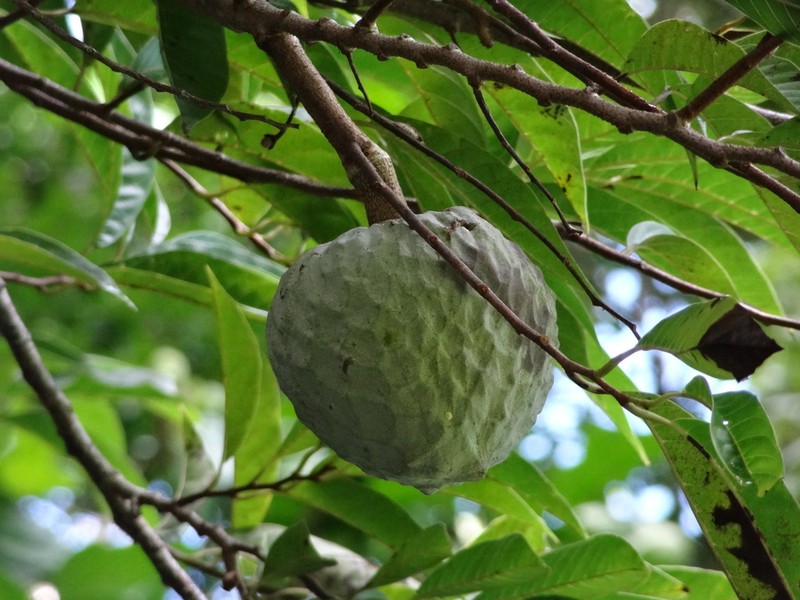 Custard Apple photo 5
