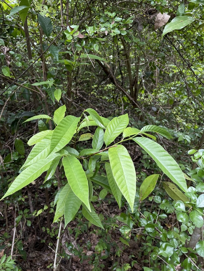 Custard Apple photo 6