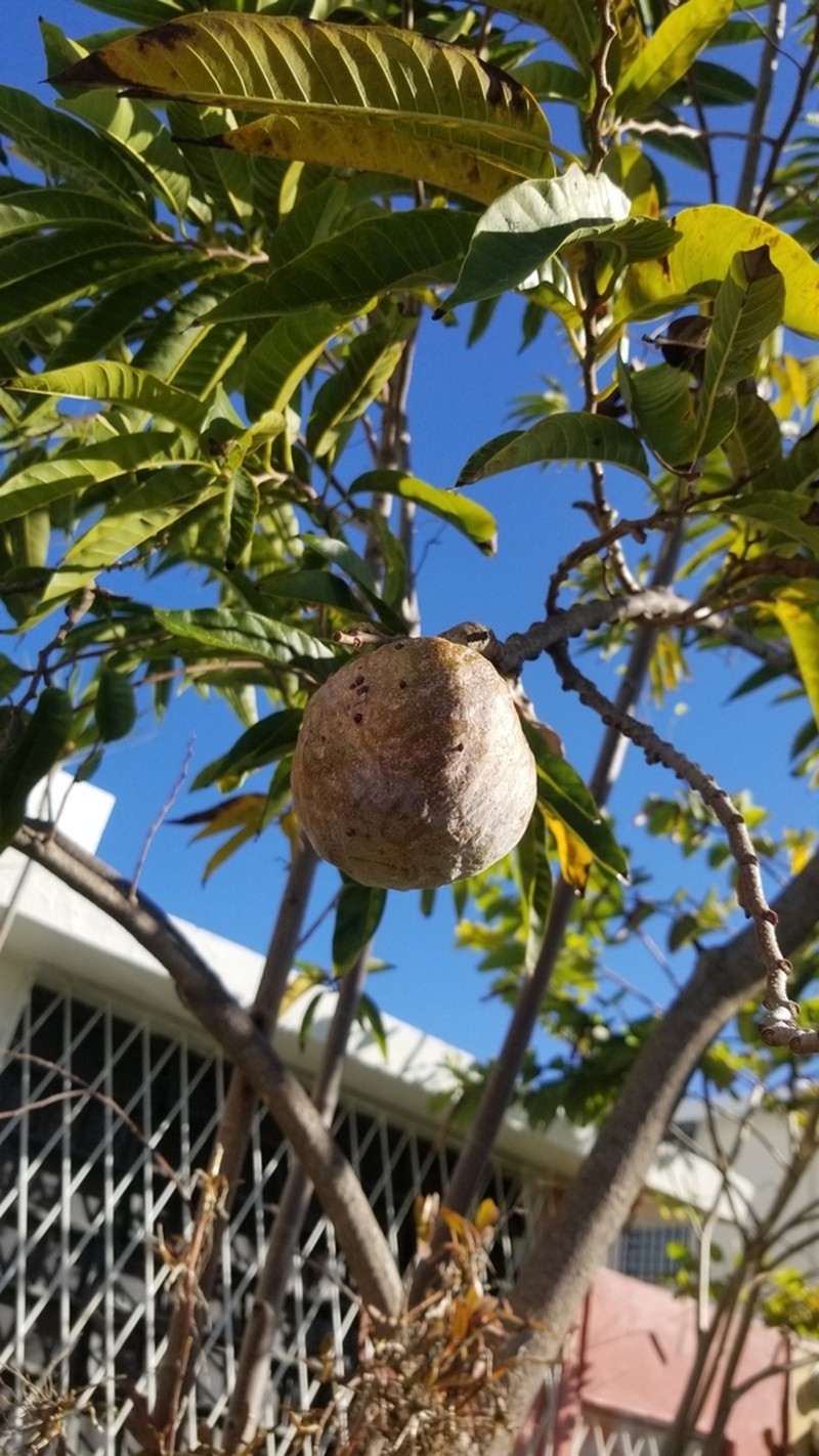 Custard Apple photo 7