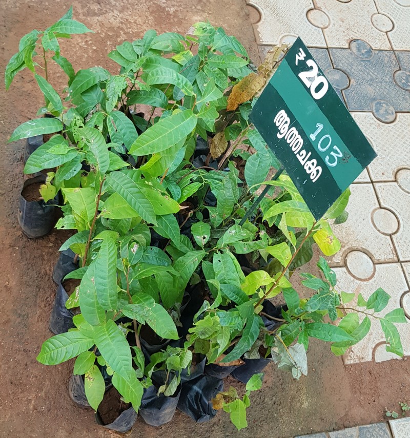 Custard Apple photo 2