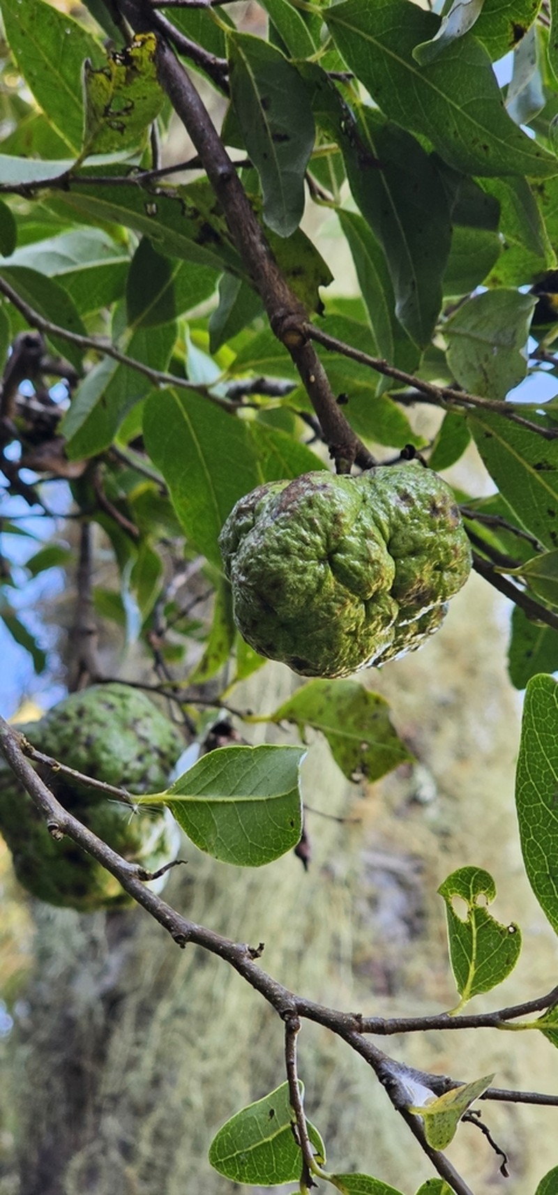 Annona rugulosa