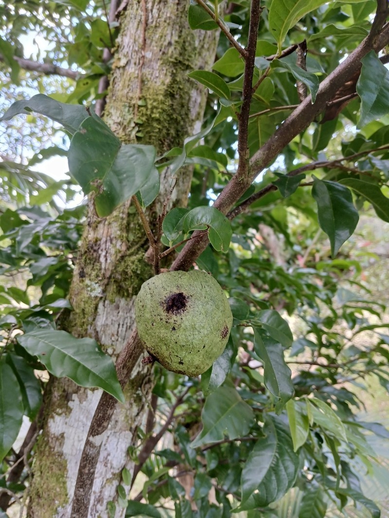 Annona rugulosa photo 2
