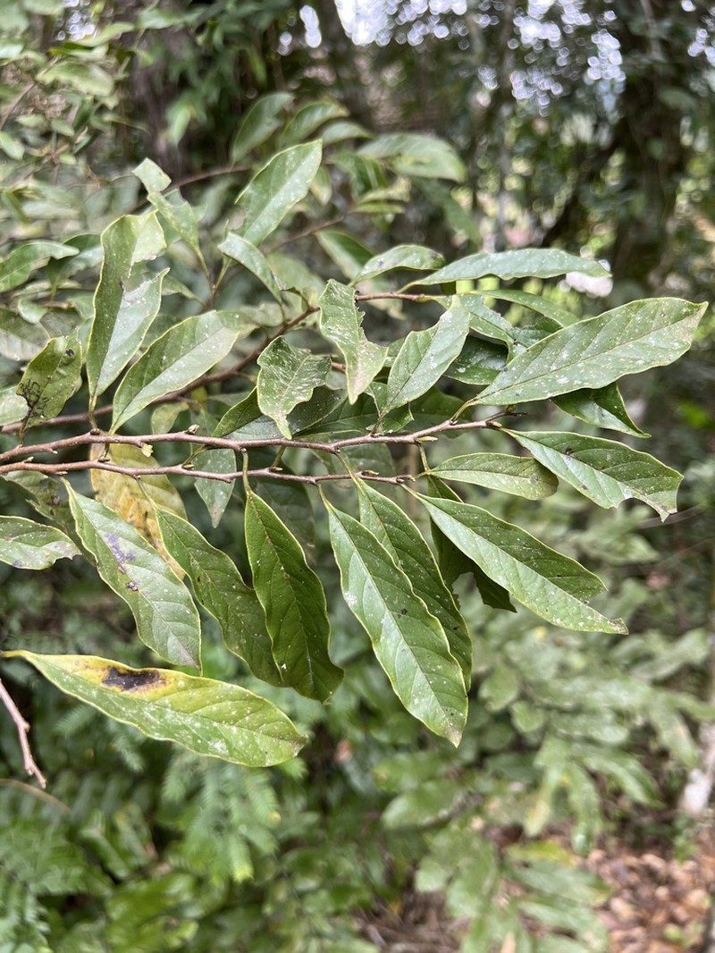 Annona rugulosa photo 3