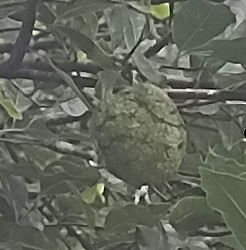 Annona rugulosa photo 4
