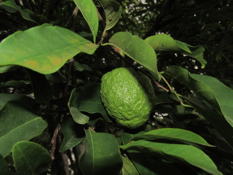 Annona rugulosa photo 5