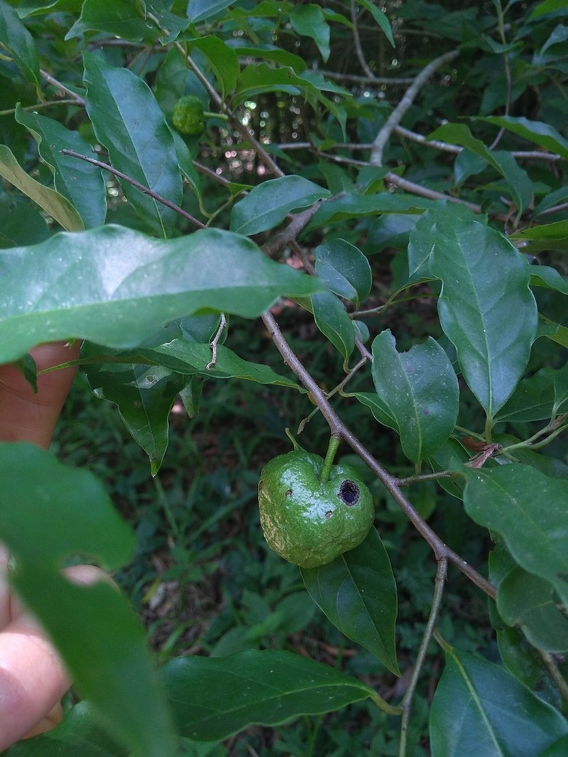 Annona rugulosa photo 6