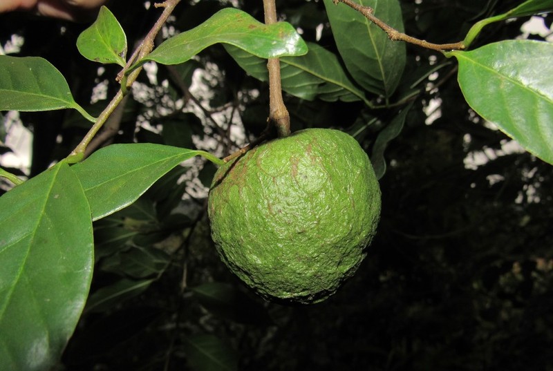 Annona rugulosa photo 7