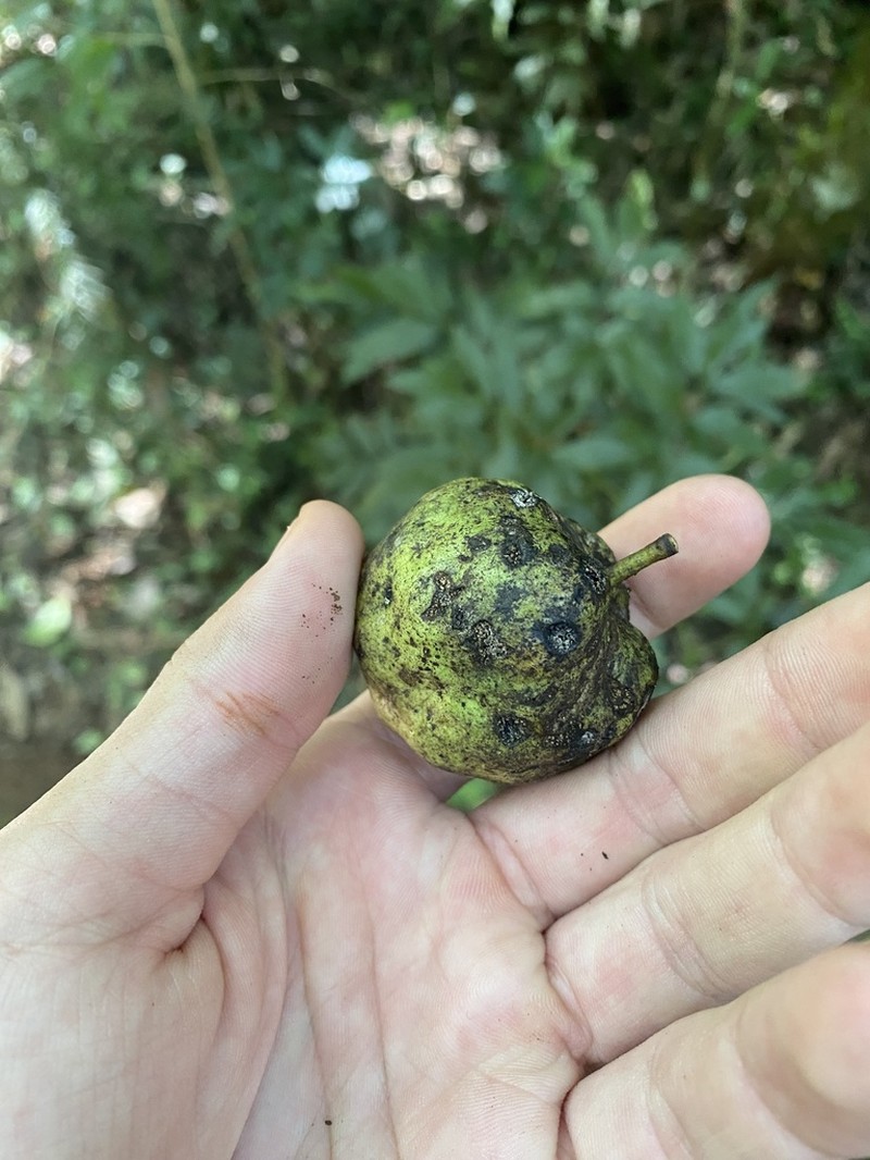 Annona rugulosa photo 8