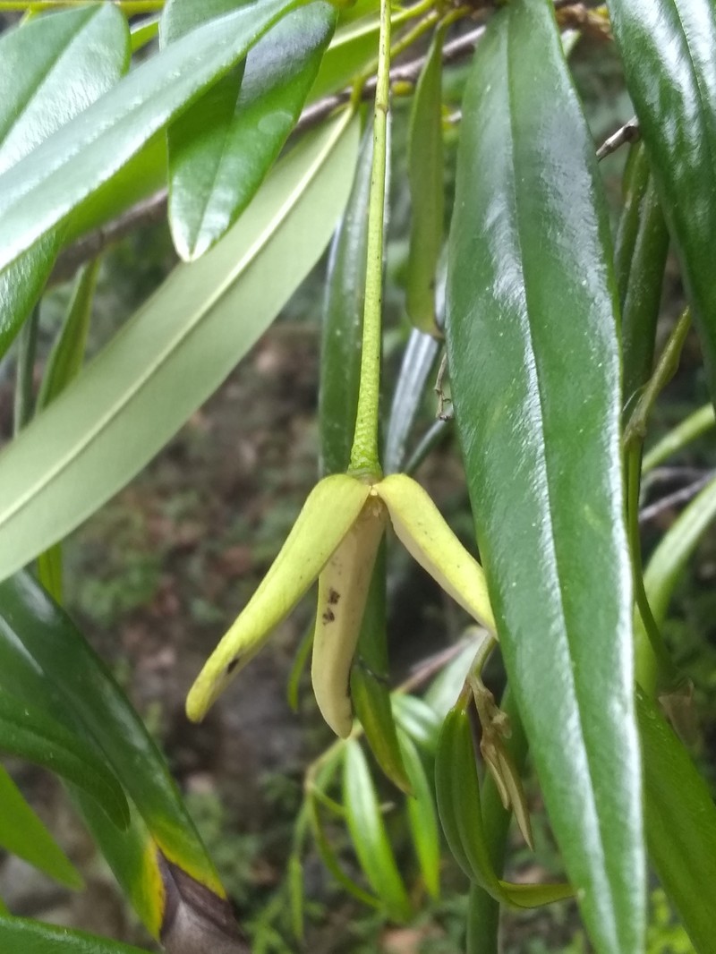 Annona salicifolia photo 3